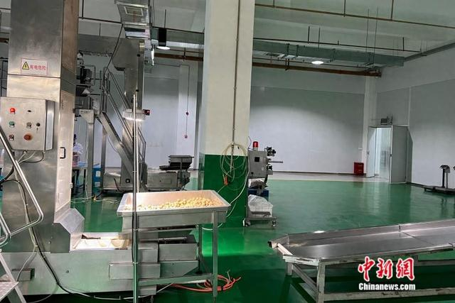 凤庆县核桃水洗果加工站的小包装车间。中新网 张钰惠 摄