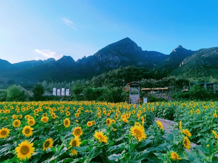 天女小镇向日葵花海