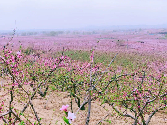 十里桃花