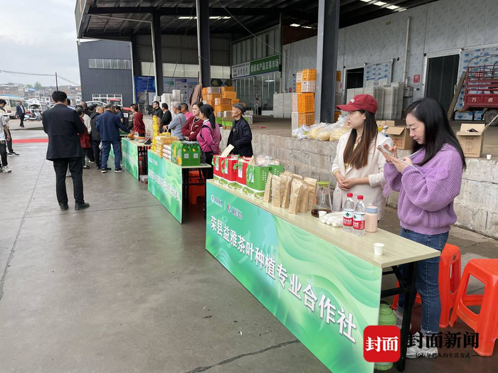 四川荣县鼎新彩虹番茄采摘节启动 1000亩彩虹番茄等你来采|番茄|彩虹