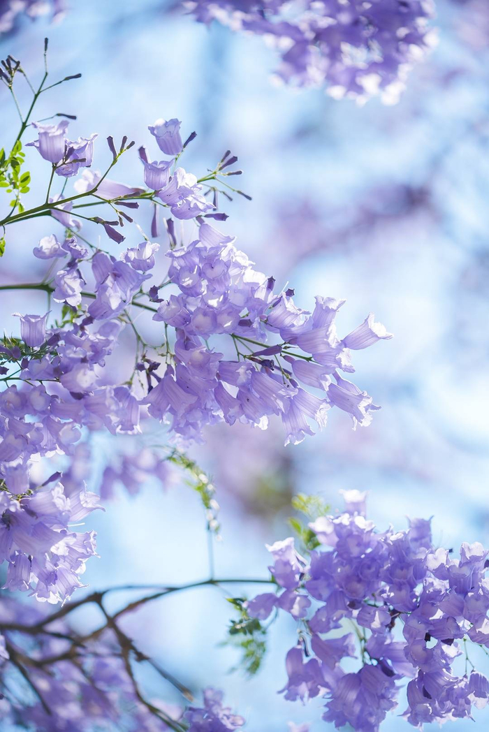 春天里的攀枝花③丨蓝花楹迎来盛花期满城紫色花海