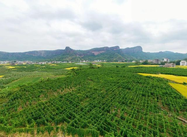 北流百香果剑指百亿元产业