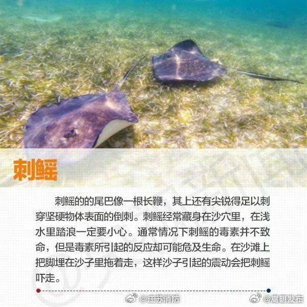 海边旅行警惕这些海洋生物!