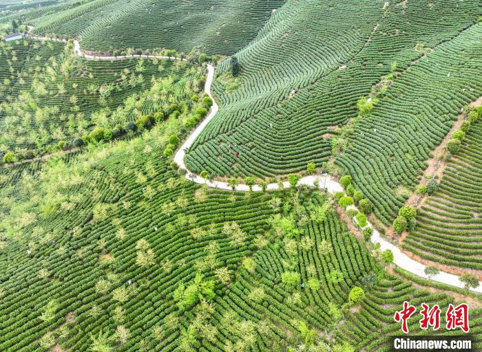 湖南江华:7.2万亩茶园迎"明前茶"采摘高峰__财经头条