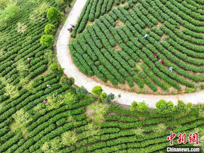 湖南江华:7.2万亩茶园迎"明前茶"采摘高峰__财经头条