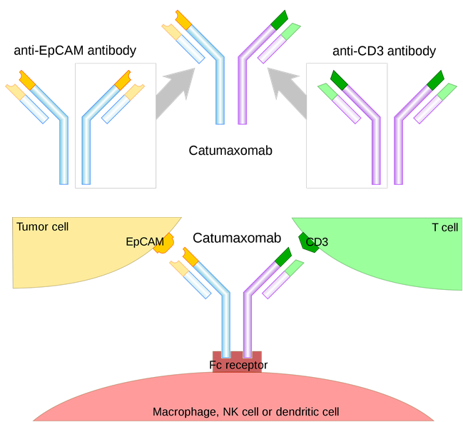 从严格意义上来讲,catumaxmob属于三特异性抗体,而非双特异性抗体.