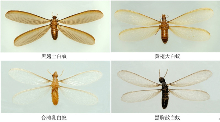 预警!长沙即将进入白蚁分飞期,应急措施:赶紧放一盆水