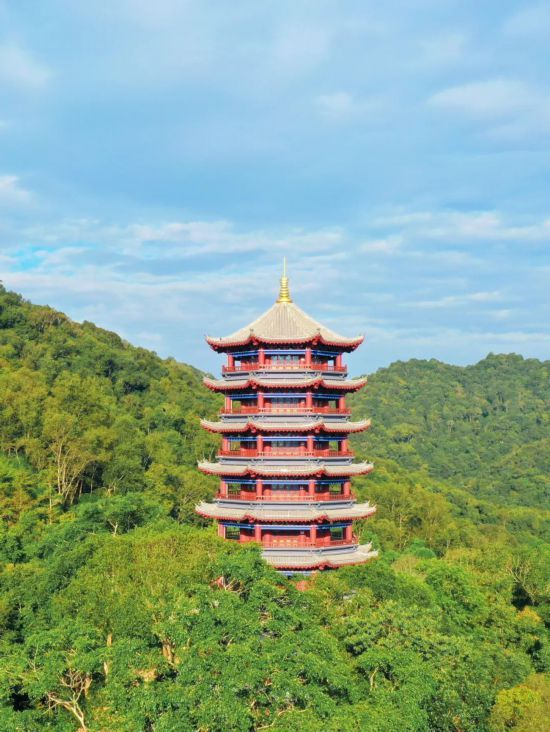 镜头下的普洱市江城县南麓山森林公园