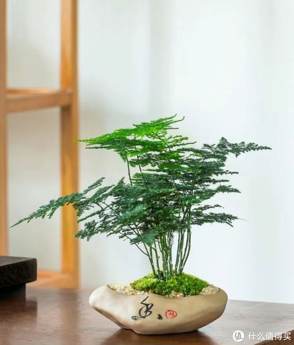 养文竹,总怕出现黄叶落叶,所以总是给文竹浇水,为的是让文竹枝叶碧绿