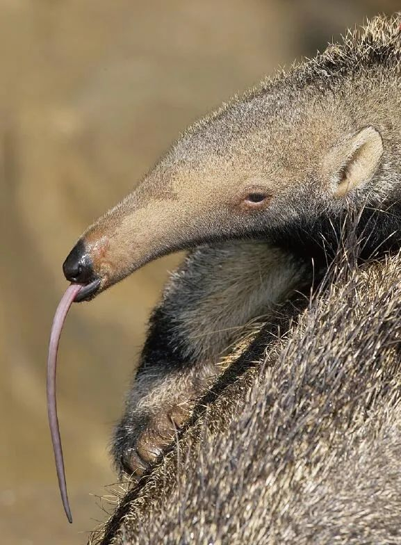 动物们舌头上的超能力|变色龙|舌头|食蚁兽_新浪新闻