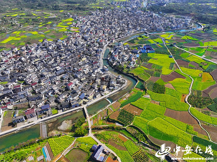 绩溪上庄:油菜花开春意浓 白墙黛瓦美如画|绩溪上庄|油菜花|棋盘_新浪
