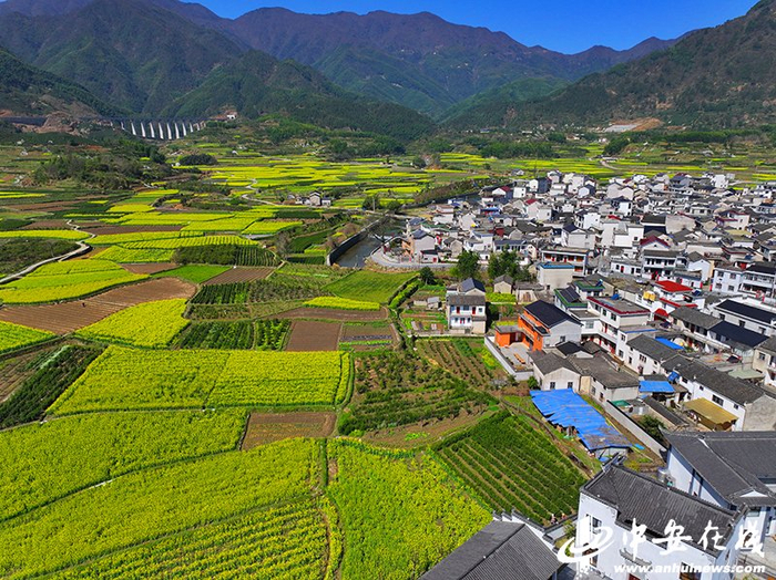 绩溪上庄:油菜花开春意浓 白墙黛瓦美如画|绩溪上庄|油菜花|棋盘_新浪