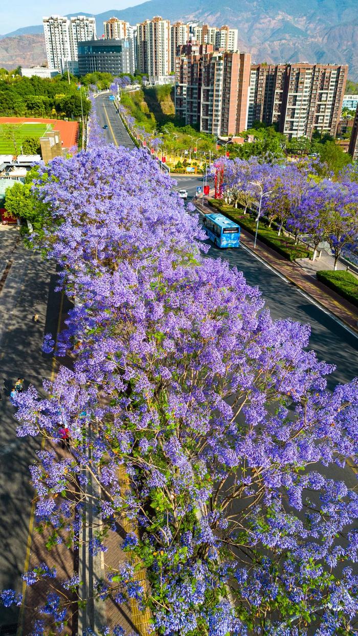 春天里的攀枝花③丨蓝花楹迎来盛花期 满城紫色花海