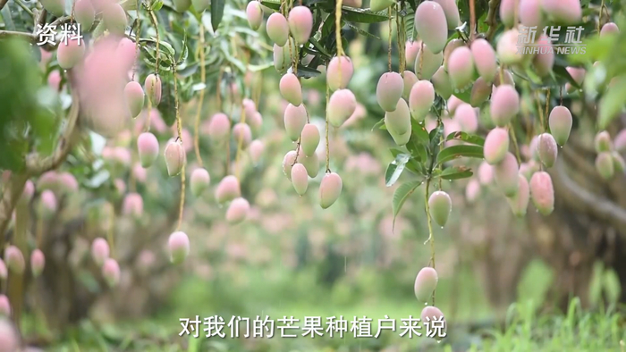 芒果亩产预计可增千斤桂西北治旱百色水库灌区工程正加速推进