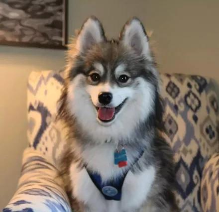 你们好奇的哈士奇和博美混血狗子长大了,居然长这样,美爆了!