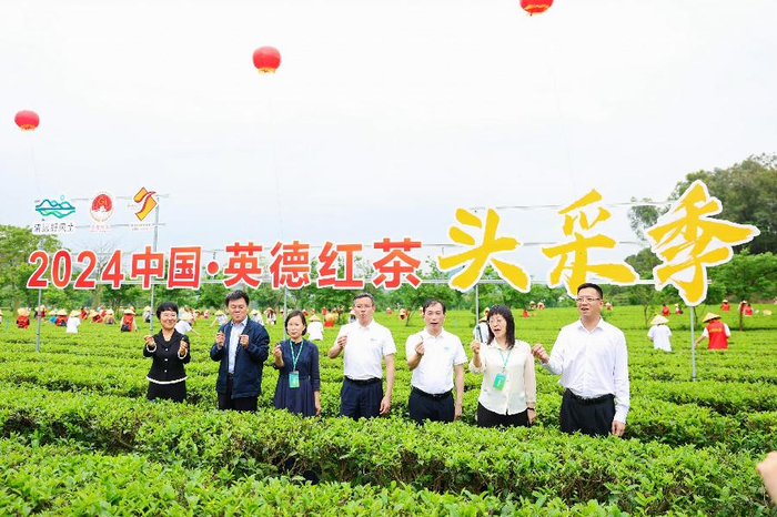 清远英德红茶头采季活动开幕,"溯源"赋能茶产业高质量发展|英德市