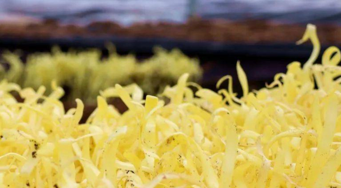 随便炒一炒,营养鲜嫩