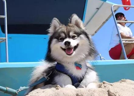 你们好奇的哈士奇和博美混血狗子长大了,居然长这样,美爆了!