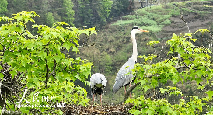 重庆酉阳生态好苍鹭栖