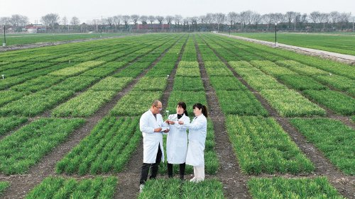　　近日，安徽农垦龙亢农场公司农技人员对托管田块的小麦进行返青期苗情动态监测。　李峰　摄