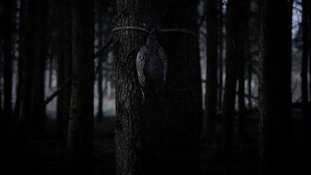 神秘惊悚酷电影小鹿斑比曝光第一支预告分分钟毁童年思考该片改编同名