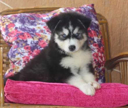 妹纸高价买了只哈士奇可网友看到后全笑疯了太有气场了