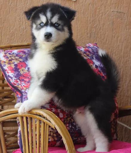 妹纸高价买了只哈士奇可网友看到后全笑疯了太有气场了