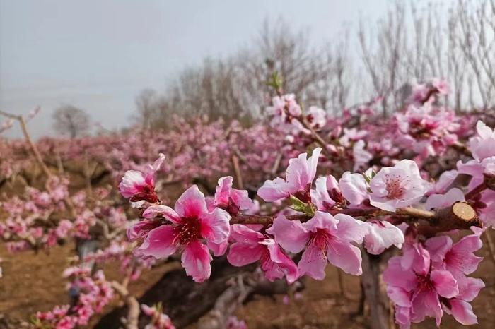 沧州市|梨花|盘古_新浪新闻