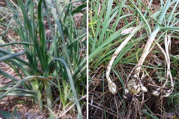 大连挖野菜攻略!先收藏再去"野"!