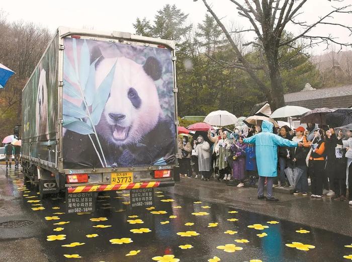 福宝”回到祖国，韩国民众泪别：一定会去中国看你！(含视频)_手机新浪网