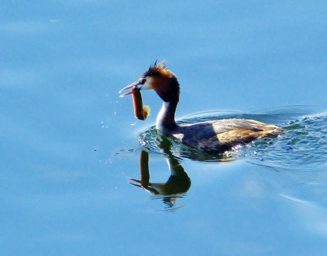 凤头鸊鷉，拍摄于吉林市松花江小雾凇岛。吕家齐摄