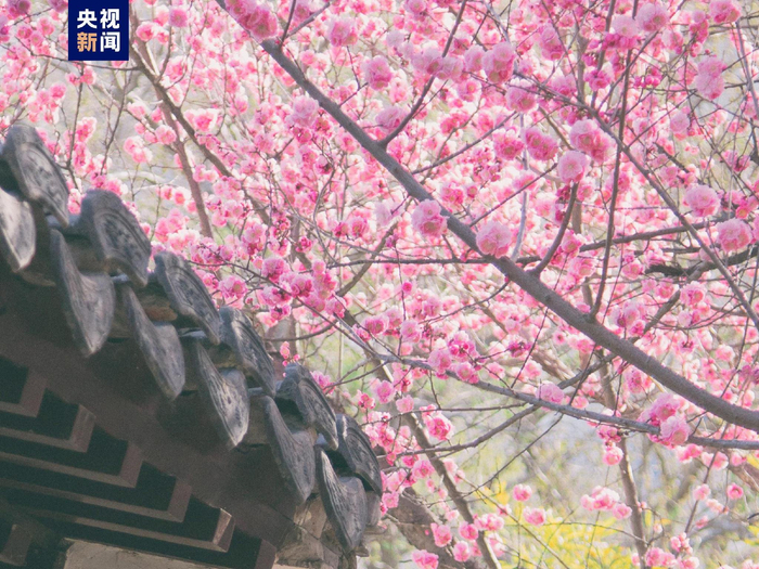 北京市属公园推出35处清明假期赏花踏青场所|北京市