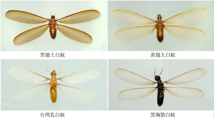 黑翅土白蚁,黄翅大白蚁,台湾乳白蚁和黑胸散白蚁.