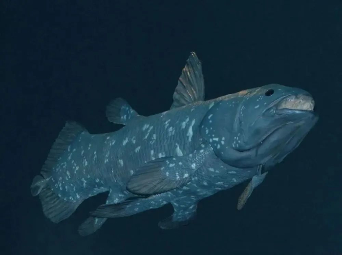 人类来自造物主从来没有依据:活化石"拉蒂迈鱼"已经证明一切|活化石