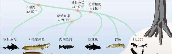 人类来自造物主从来没有依据 活化石拉蒂迈鱼已经证明一切