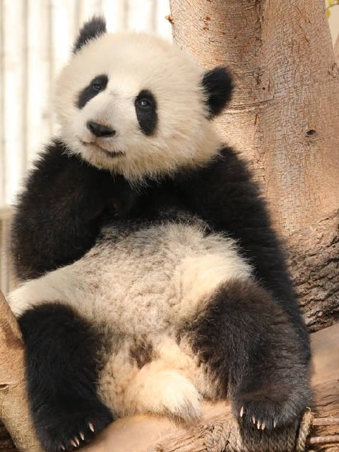这一看就是一只乖巧的小熊坐姿居然这么标准