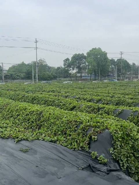 野地瓜居然能人工种植了? 想知道味道有野生的香么?