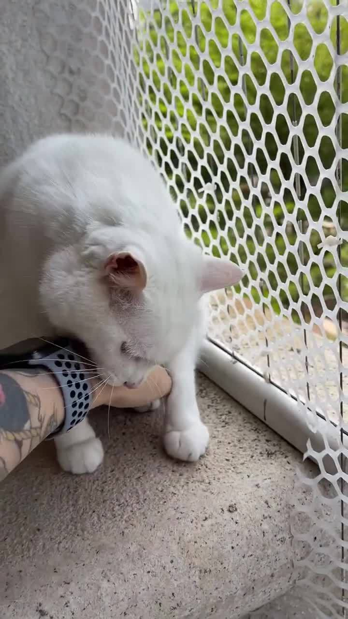 当和猫猫一夜没见开头的两只猫团子太可爱了