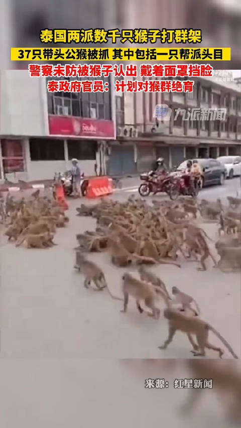 4月4日报道泰国两派数千只猴子打群架37只带头公猴被抓