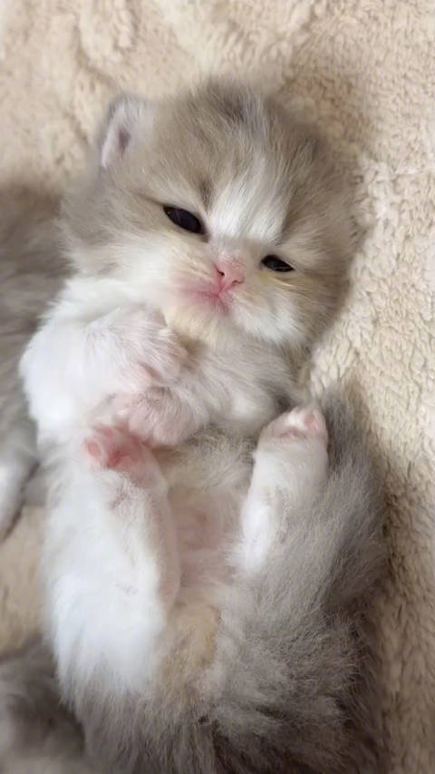 小猫咪！ 视频来自