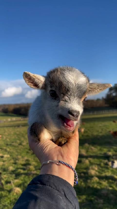 这羊宝宝也太可爱了吧