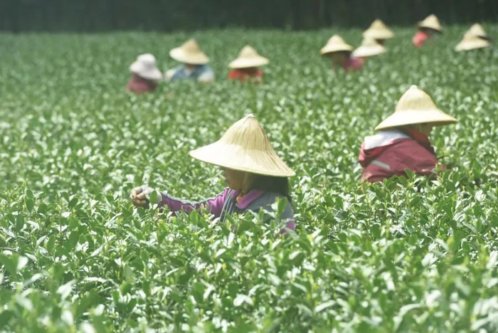 3月26日，茶农在杭州西湖区的西湖龙井原产地一级保护区的茶园里采茶