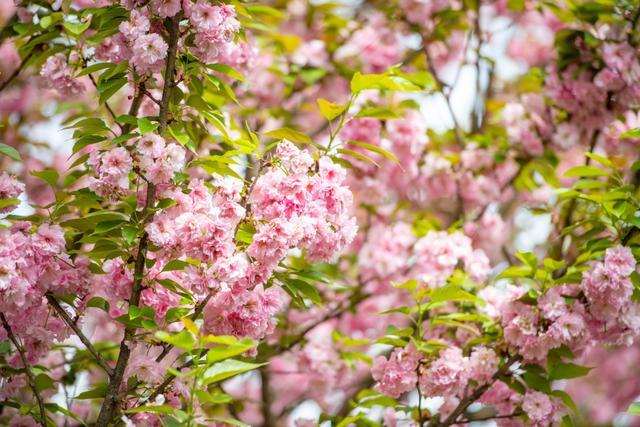 四川雅安 樱花与山桃花盛开 粉色花树装点绿色茶园