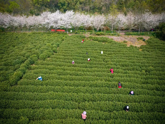 3月27日，茶农在杭州市上城区丁兰街道皋亭山上的茶园内采摘春茶（无人机照片）