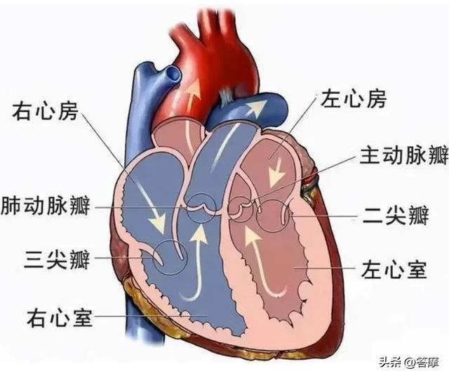 结构又包括内皮,内皮下层,内层及心内膜下层,心内膜下层分布有心脏