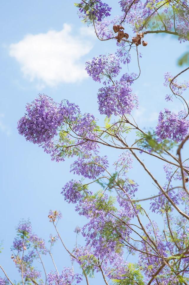 蓝楹花最美图片