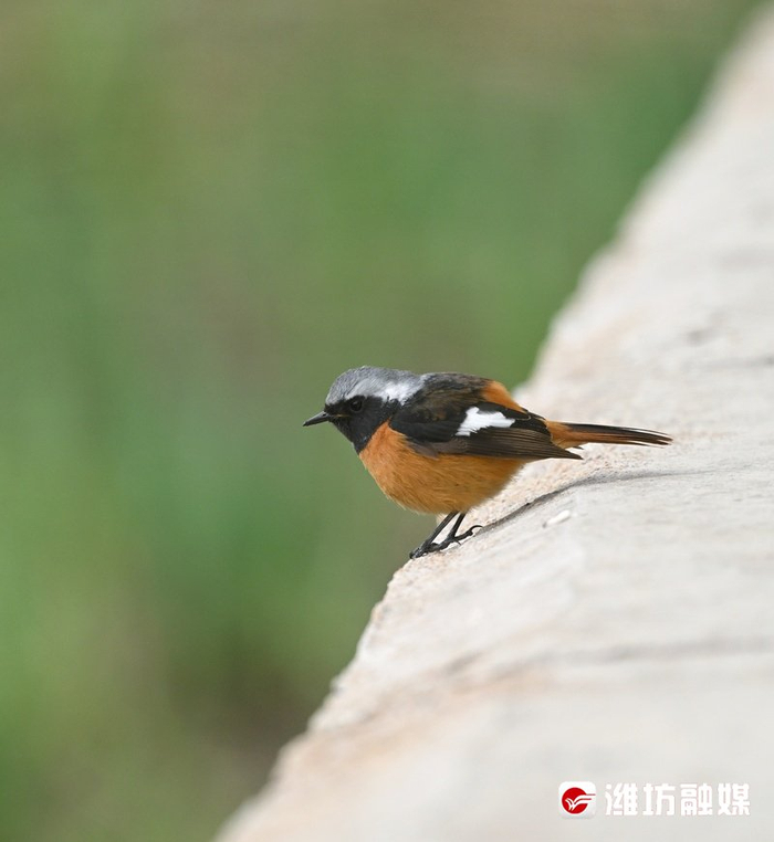 追鸟 | 时尚"火燕"在线"吃播",好萌!