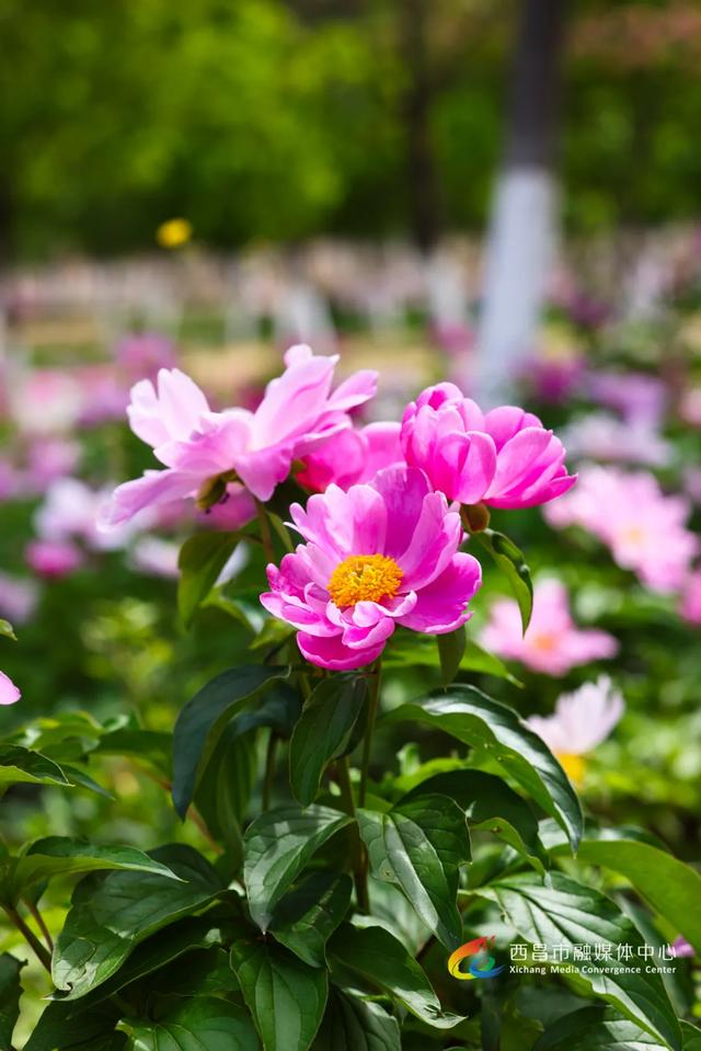 高清图集丨西昌芍药花开 宛如春日油画|唐代|油画|韩愈_新浪新闻