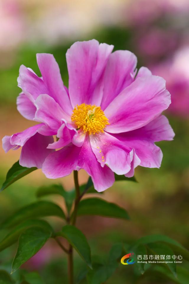 高清图集丨西昌芍药花开 宛如春日油画|唐代|油画|韩愈_新浪新闻