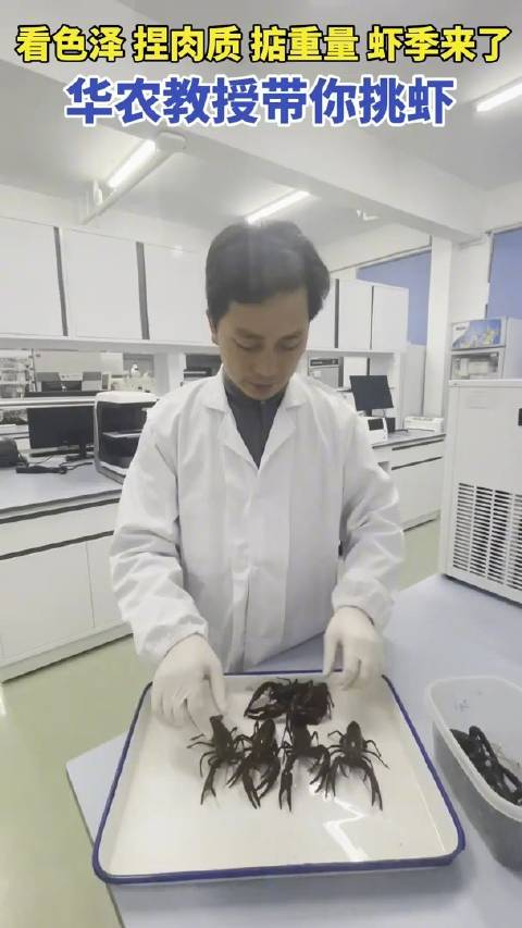 头茬小龙虾没长好华农教授避雷抱卵虾春季有好虾